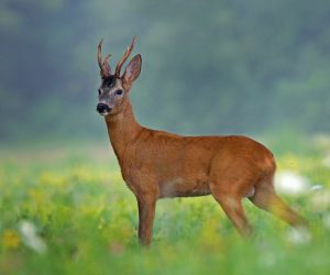 PRED OTVOR SEZONE LOVA: “TRI JEDNOSTAVNA PRAVILA ZA LOV SRNDAĆA”