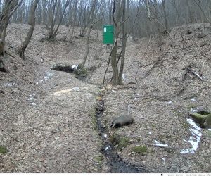 Proljetna prehrana divljači u sezoni lovostaja – ključna uloga lovaca ULD “Srndać 1920” Visoko